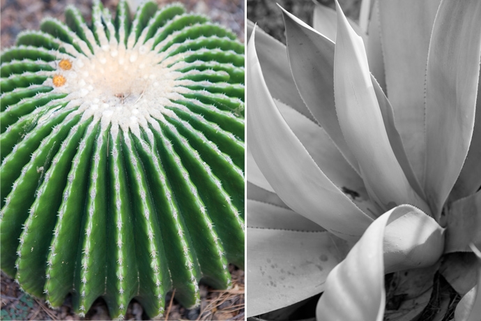 plantesextra2.jpg
