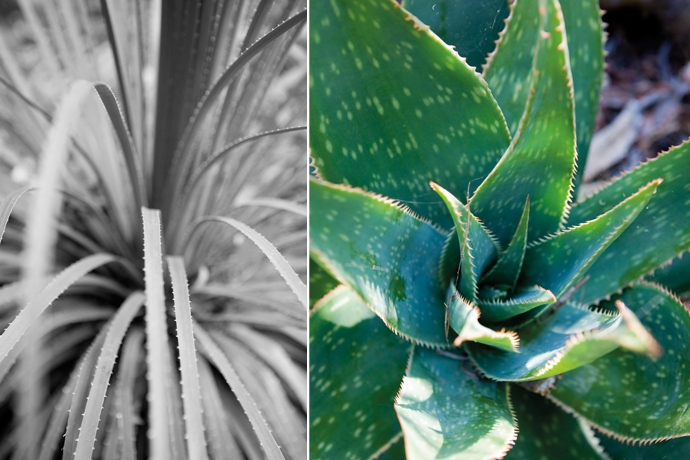 plantesextra.jpg